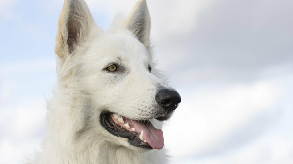 Symbolbild: Fotografie eines weißen Schäferhundes.