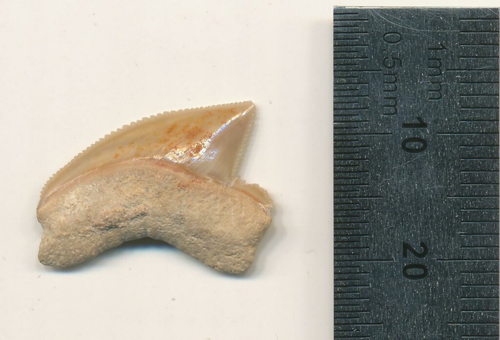 Das Bild zeigt einen der gefundenen Haifischzähne. Der Zahn ist nur wenige Zentimeter lang und dünn. An den Rändern befinden sich kleine Einkerbungen, die in ihrer Form einer Säge ähneln. Der Zahn an sich hat eine leicht nach hinten gebogene Spitze.