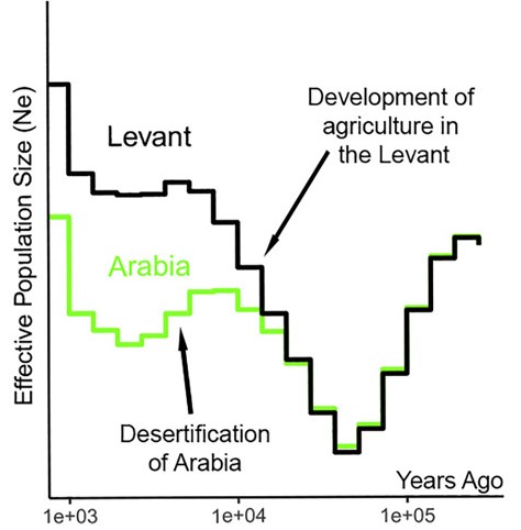 Statistik anhand Analysen der Genome: Gewaltiges Bevölkerungswachstum, wie in der Levante nach der Entwicklung des Ackerbaus, konnte in Arabien nicht beobachtet werden.