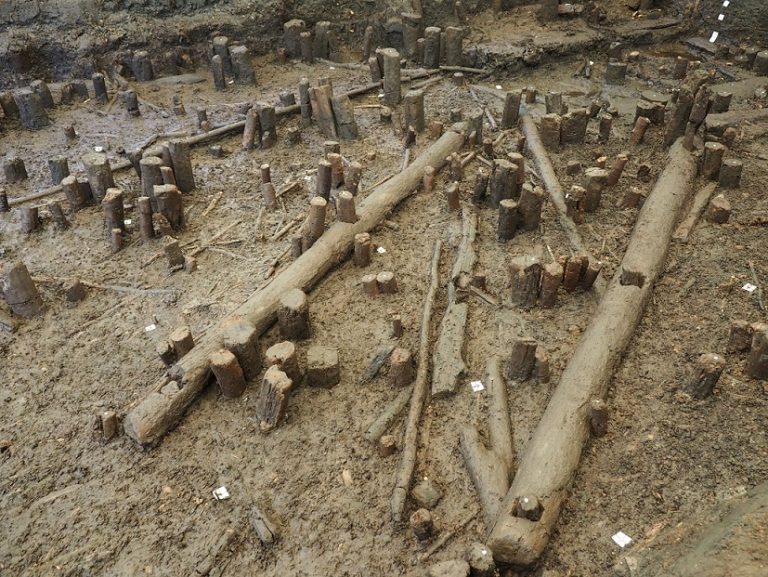 Holzreste der neolithischen Pfahlbausiedlung Palù di Livenza.