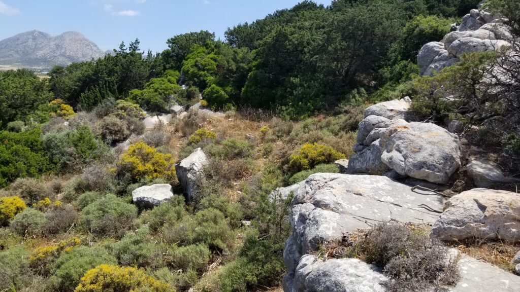 Das Bild zeigt die Überreste eines Marmorsteinbruchs auf Naxos. Der Steinbruch ist heute mit Vegetation überwachsen.