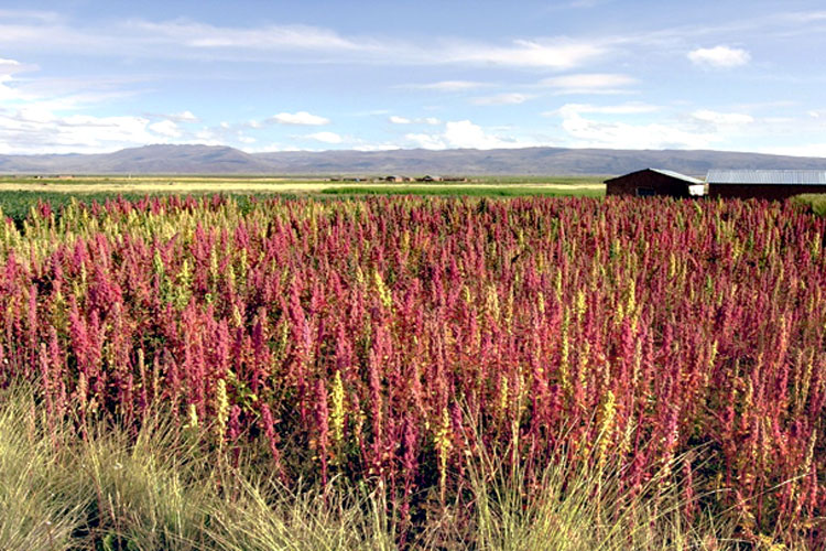 Quinoa-Feld, ein Superfood, die die antiken Andenbewohner nutzten.
Die Ähren der Pflanze leuchten in einem hellen Magenta-Ton.