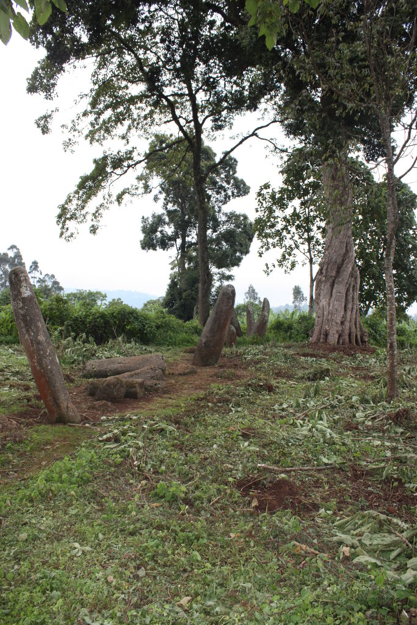 Sakaro Sodo. Zwei stehende Stelen im Vordergrund und drrei stehende Stelen im Hintergrund. Zwischen den beiden im Vordergrund liegen zerbrochene Stelen. Im Hintergrund sind auch Bäume.