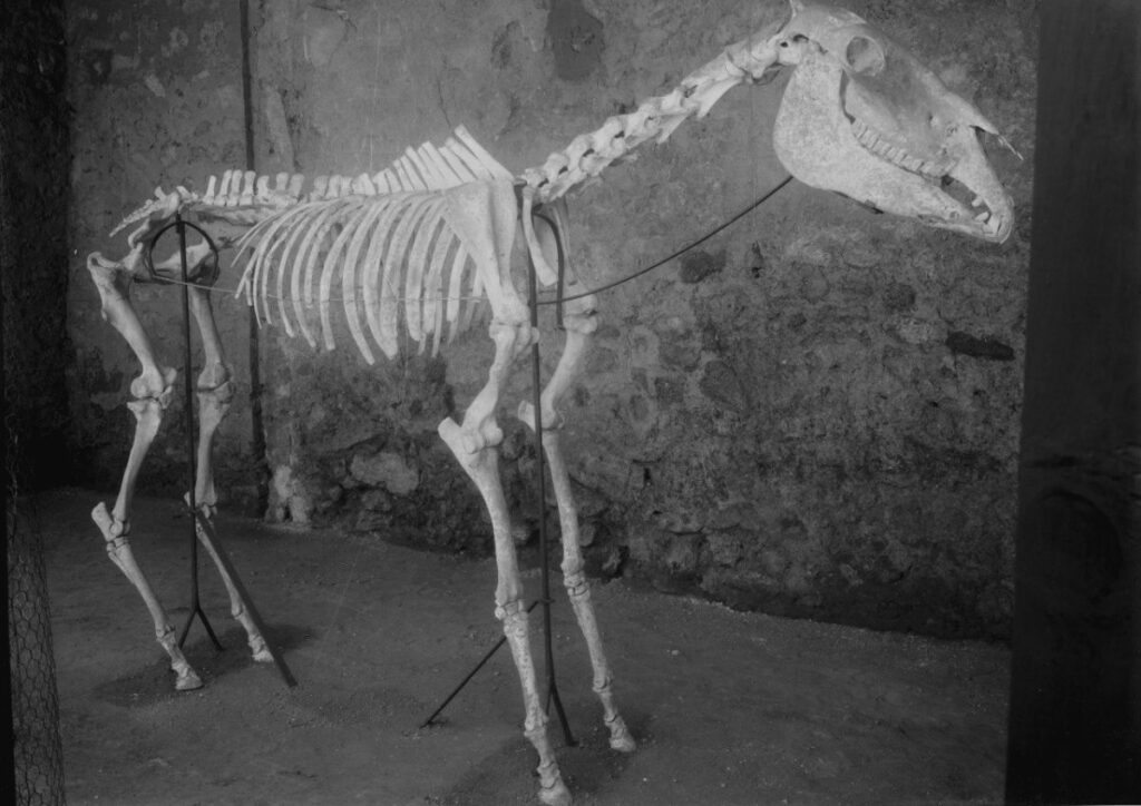 Das 1938 in einem Gebiet der antiken Stadt Pompeji entdeckte Skelett eines Pferdes.
