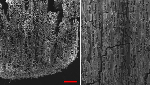 mikroskopische Überreste von verkohltem Olivenholz aus Tel Zaf
