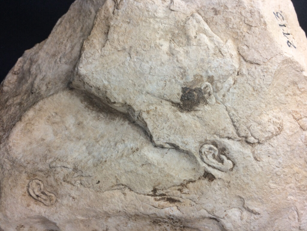 Rückseite der Steinplatte mit drei Ohren und Löwenkopf