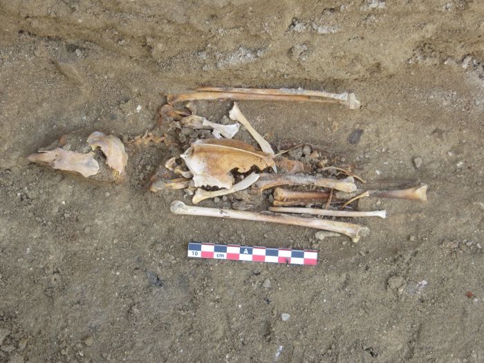 Vollständiges Skelett eines Falken aus dem Falkenschrein in Berenike.
